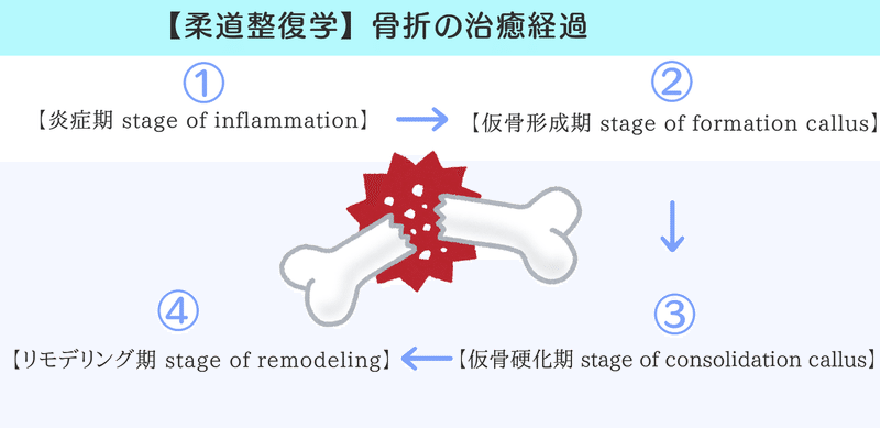 柔道整復学 図解 イラスト とゴロあわせで簡単に覚える 骨折の治癒過程 森元塾 国家試験対策 Note