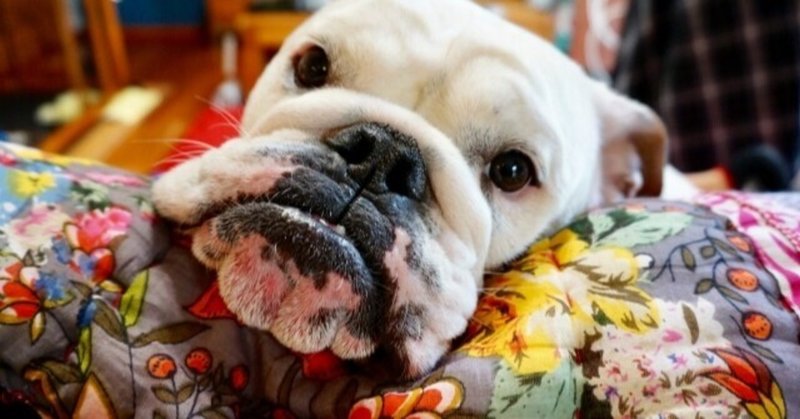 犬嫉妬 の新着タグ記事一覧 Note つくる つながる とどける 犬嫉妬 の新着タグ記事一覧 Note つくる つながる とどける