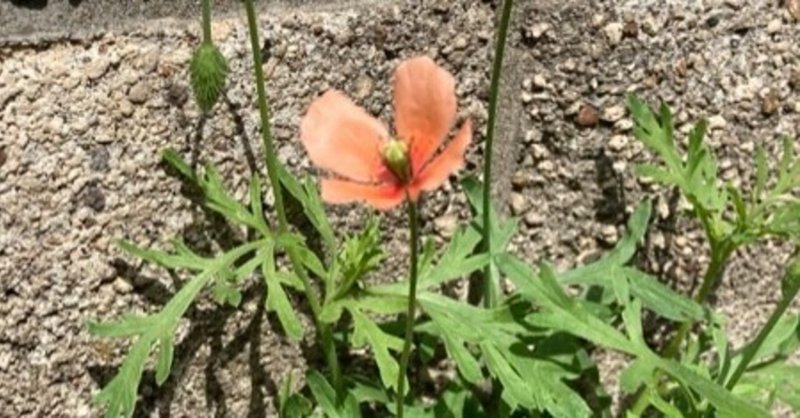 春を彩る花の魔力 Pirokichi Note 春を彩る花の魔力 Pirokichi Note