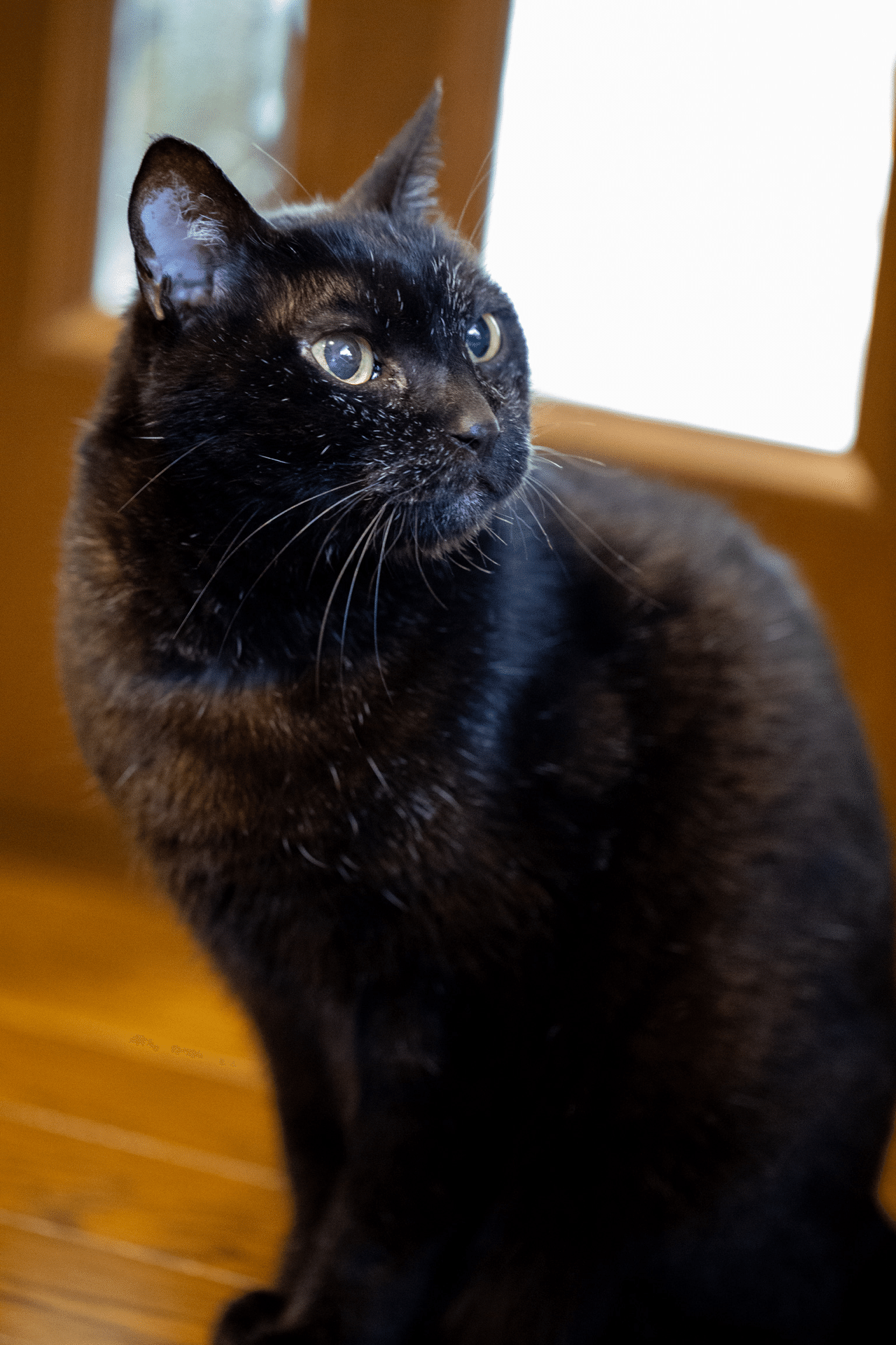 かわいいくろねこくん くろねこ Note
