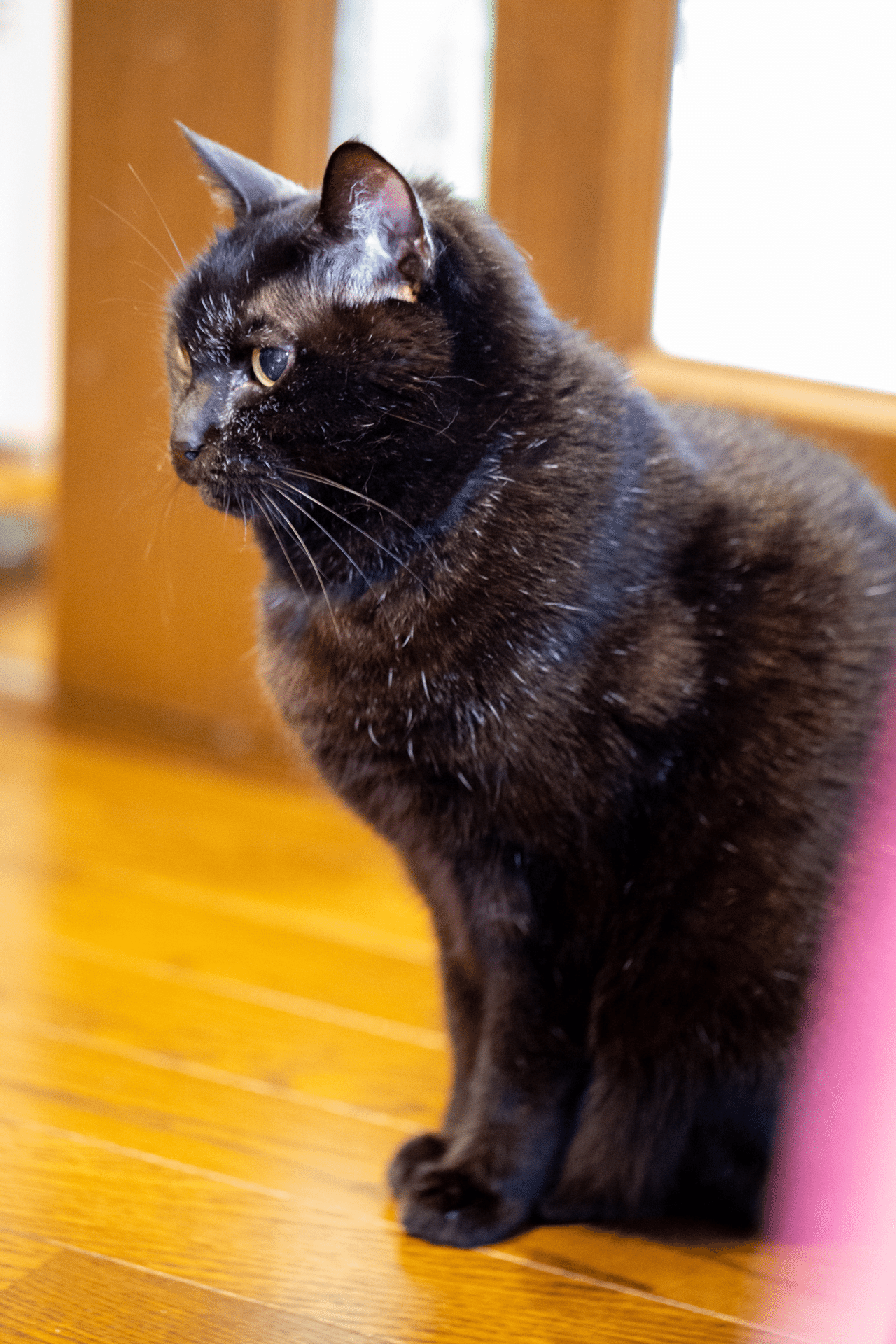 かわいいくろねこくん くろねこ Note かわいいくろねこくん くろねこ Note