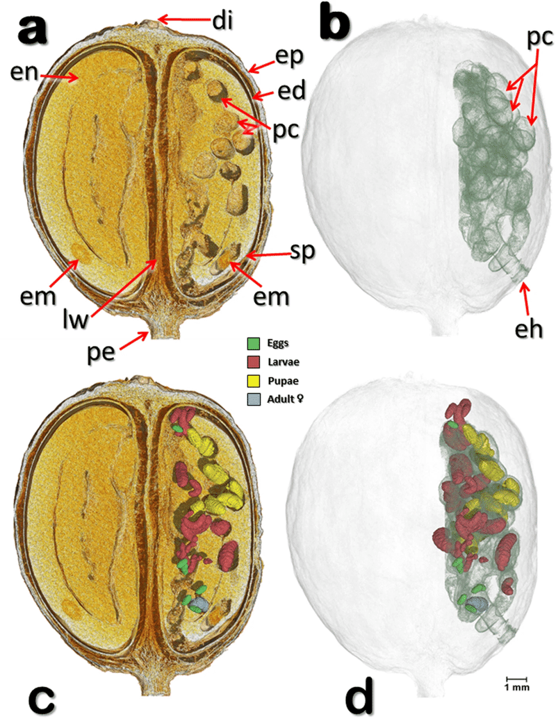 Observing The Devastating Coffee Berry Borer Hypothenemus Hampei Inside The Coffee Berry Using Micr コーヒー研究者 Note