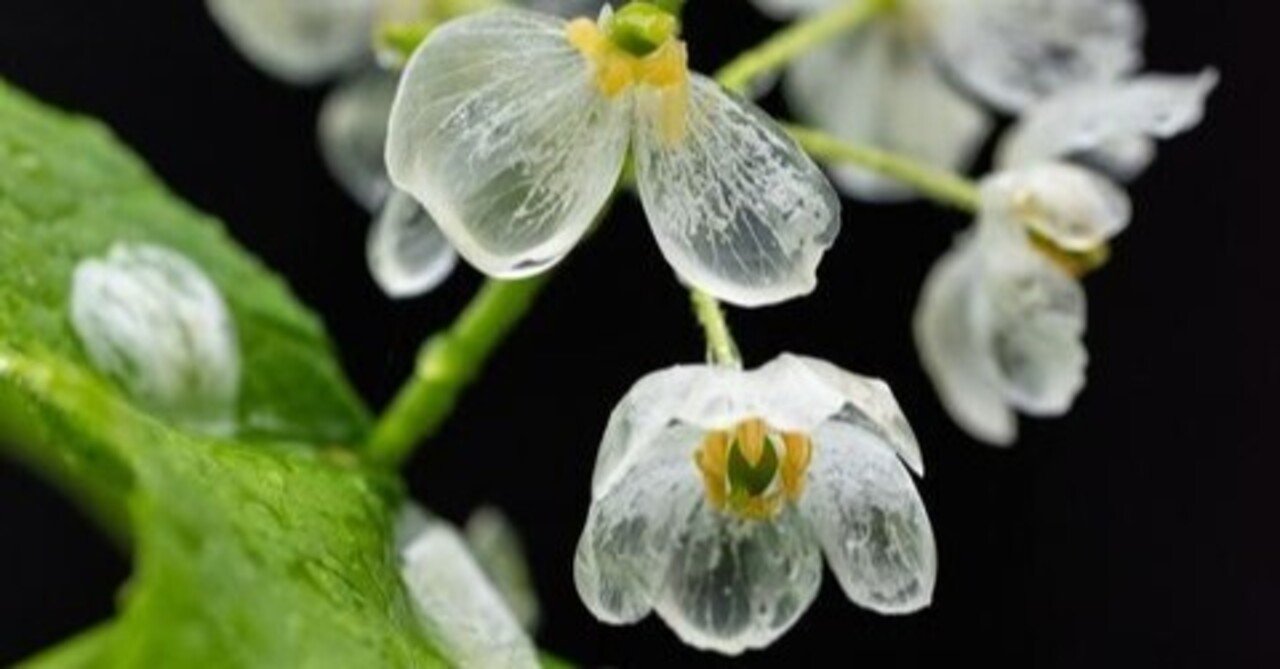 神秘の花 サンカヨウ 大山ゲストハウス寿庵 Note