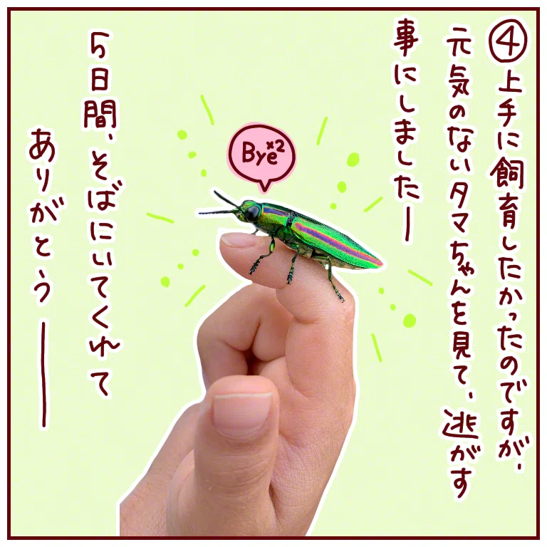 4コマ漫画】虫とり物語 「タマムシたまちゃん2」｜POWER SEED 北澤