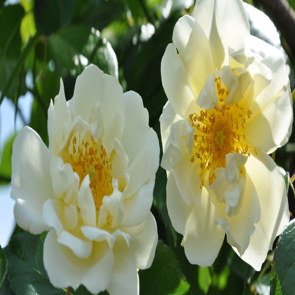 本日のわが家のバルコニーのバラ 松本路子 Note