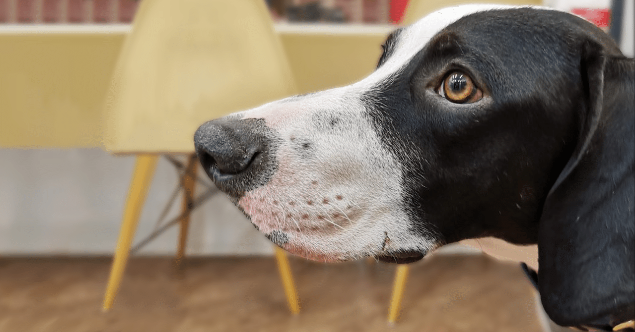 ❝NO DOG,NO LIFE❞ 犬がおうちにいるだけで #いい部屋ペット｜いい