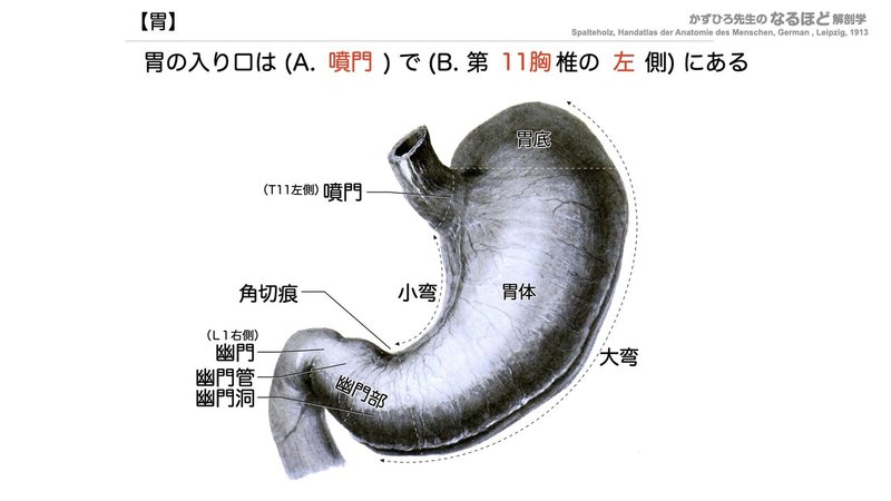【徹底的国試対策】4-2 消化器系 - 胃・小腸.023