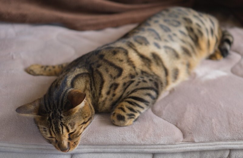 王様は仰向けに寝 賢者は横向きに寝 金持ちはうつ伏せに寝る 寝ている姿でわかる 性格と心理について 齋藤ゆかり Note