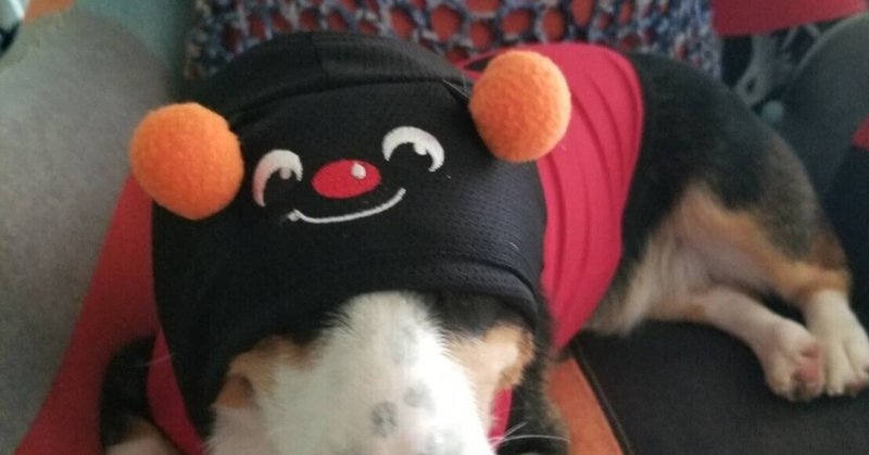 てんとう虫になれなかった犬 Yuko Note てんとう虫になれなかった犬 Yuko Note