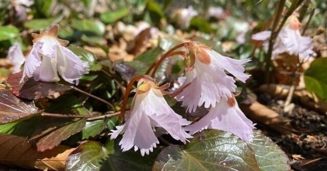 報告 花の山シリーズ 伯州山イワウチワ 毛無山カタクリ 大山ゲストハウス寿庵 Note