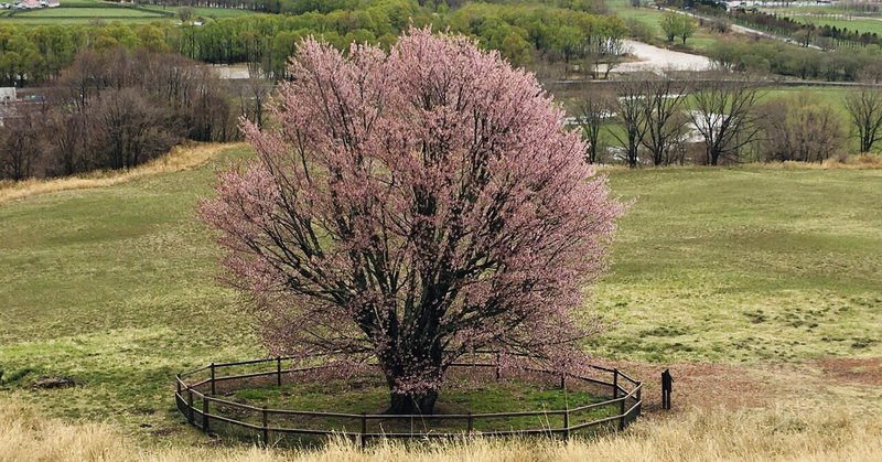 オバケ桜 Mamamariko Note オバケ桜 Mamamariko Note