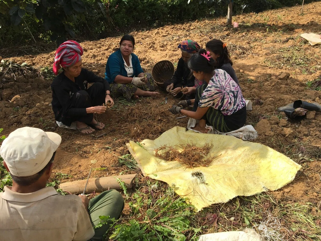 [Project Details 1] Survey on Pesticide-Free Herb and Millet Production ...