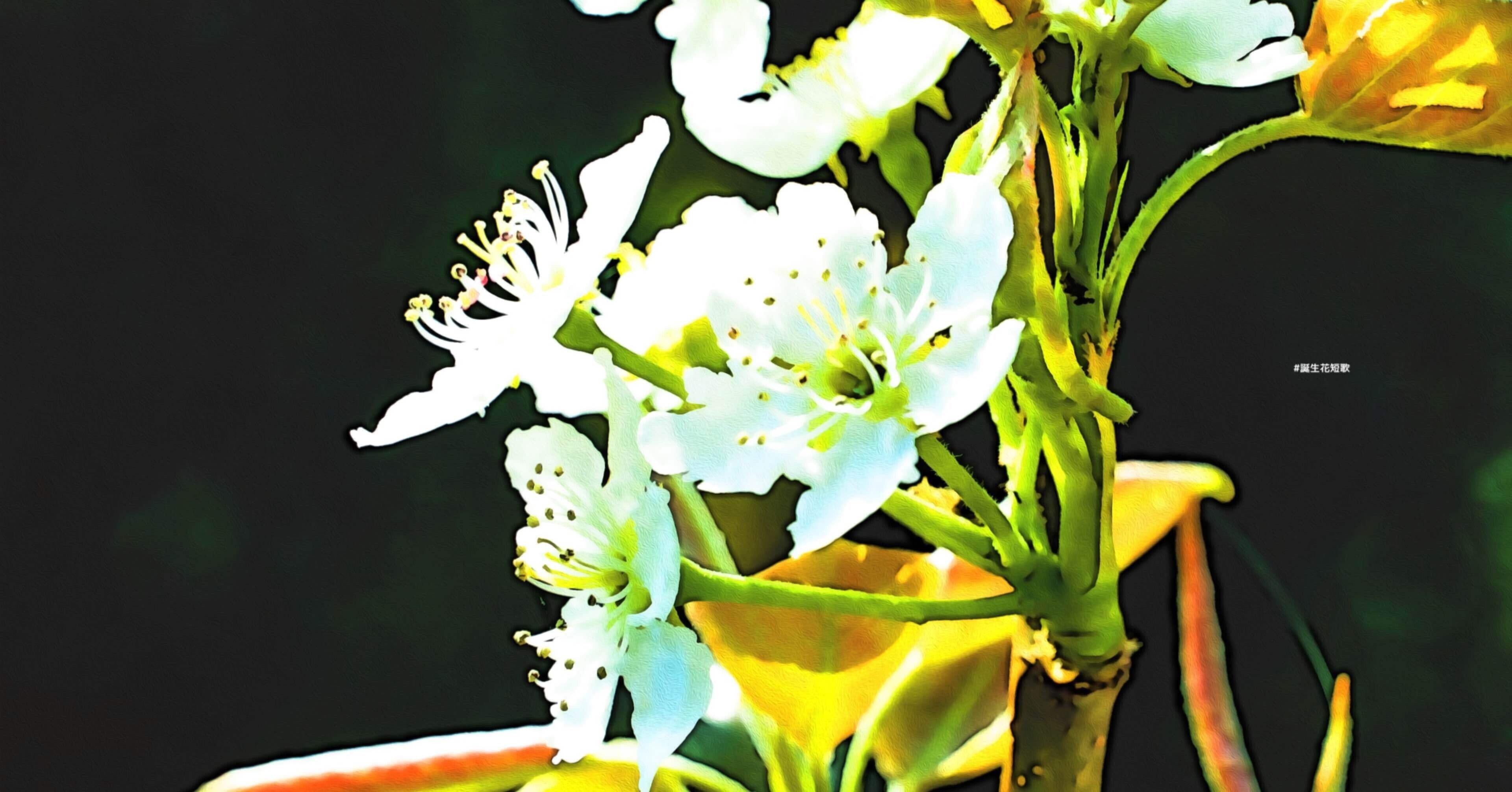 4月30日 誕生花は梨 誕生花短歌 御子柴 流歌 Note