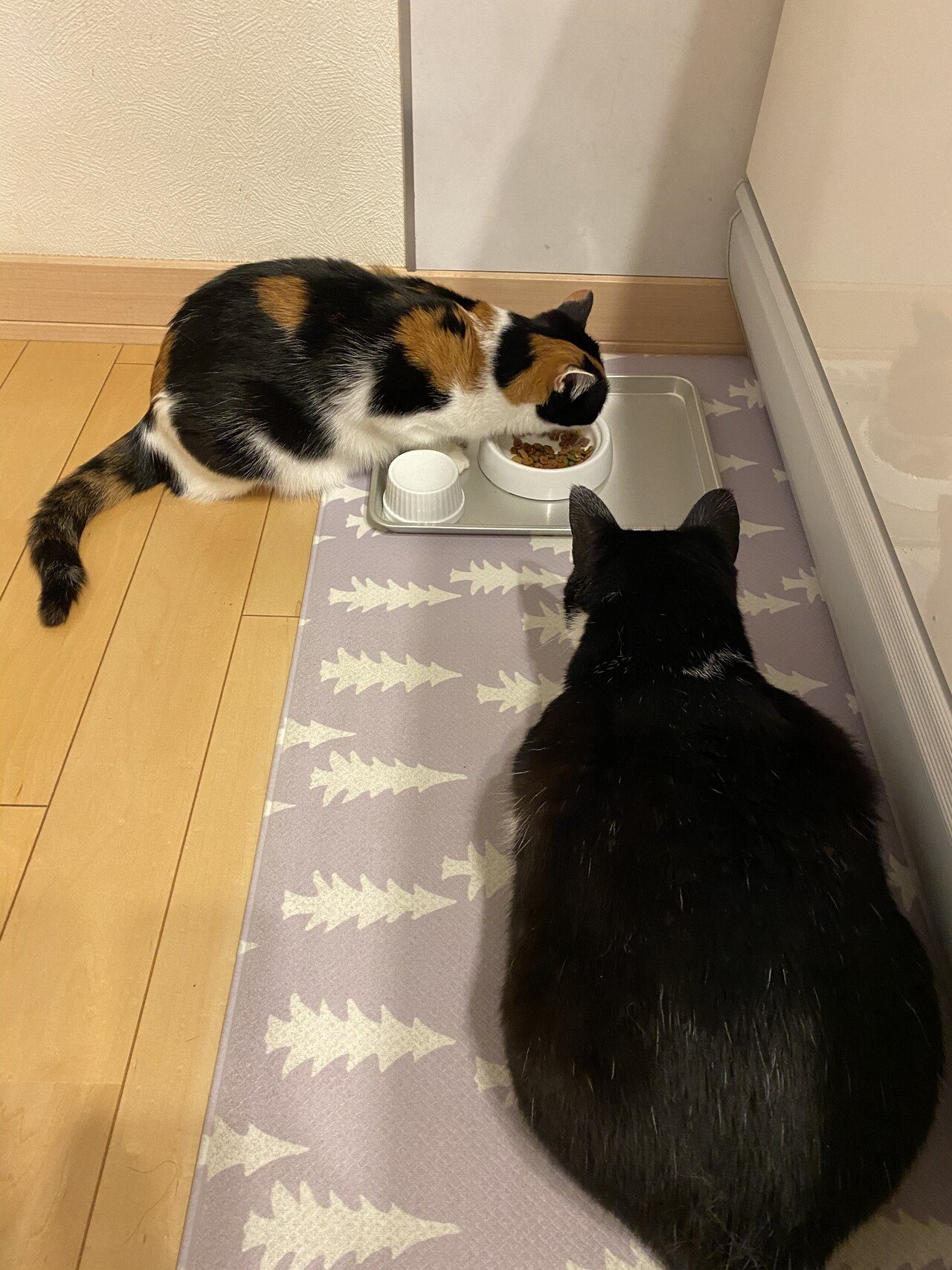 まん丸ハートブレイク ～ヨネスケの果てに～｜読む猫｜note