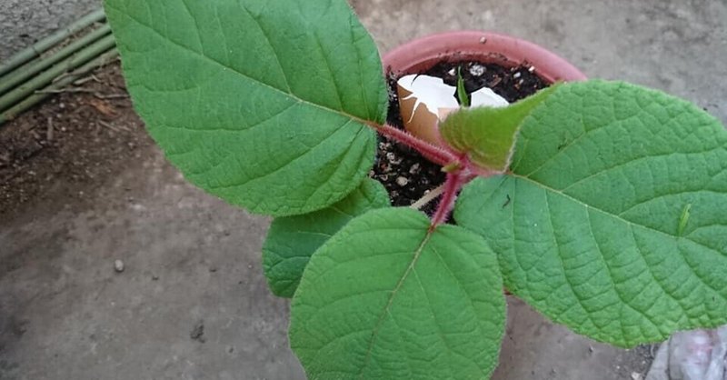 佐藤錦の種を植えてみた 高林夕子 Note 佐藤錦の種を植えてみた 高林夕子 Note