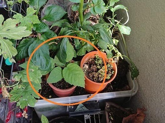 佐藤錦の種を植えてみた 高林夕子 Note