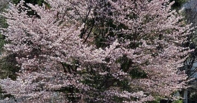 カリンパ の新着タグ記事一覧 Note つくる つながる とどける