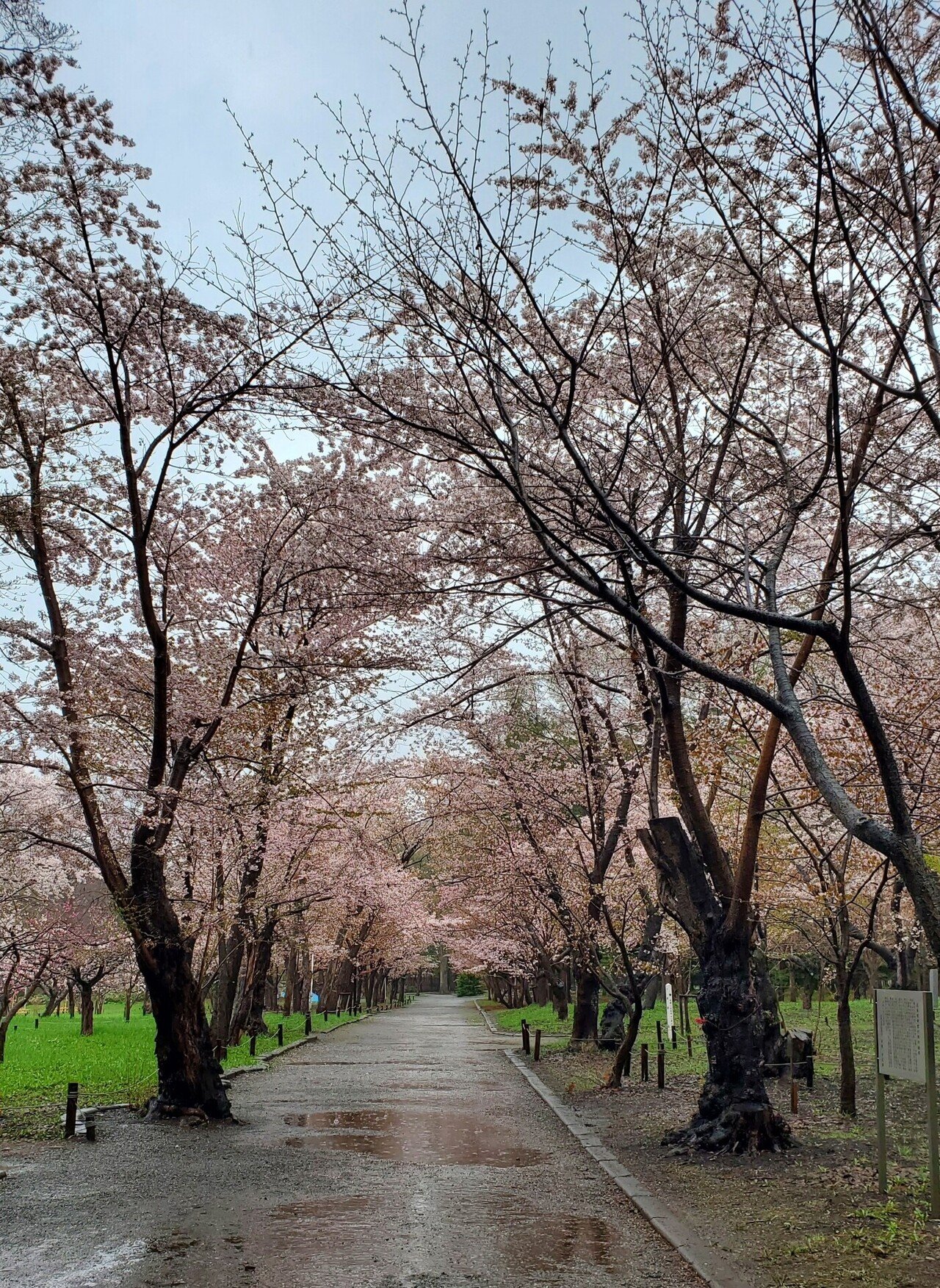 北の国からお届けする桜についてのこぼれ話 木と生き物観察記録 はなもく散歩 Note