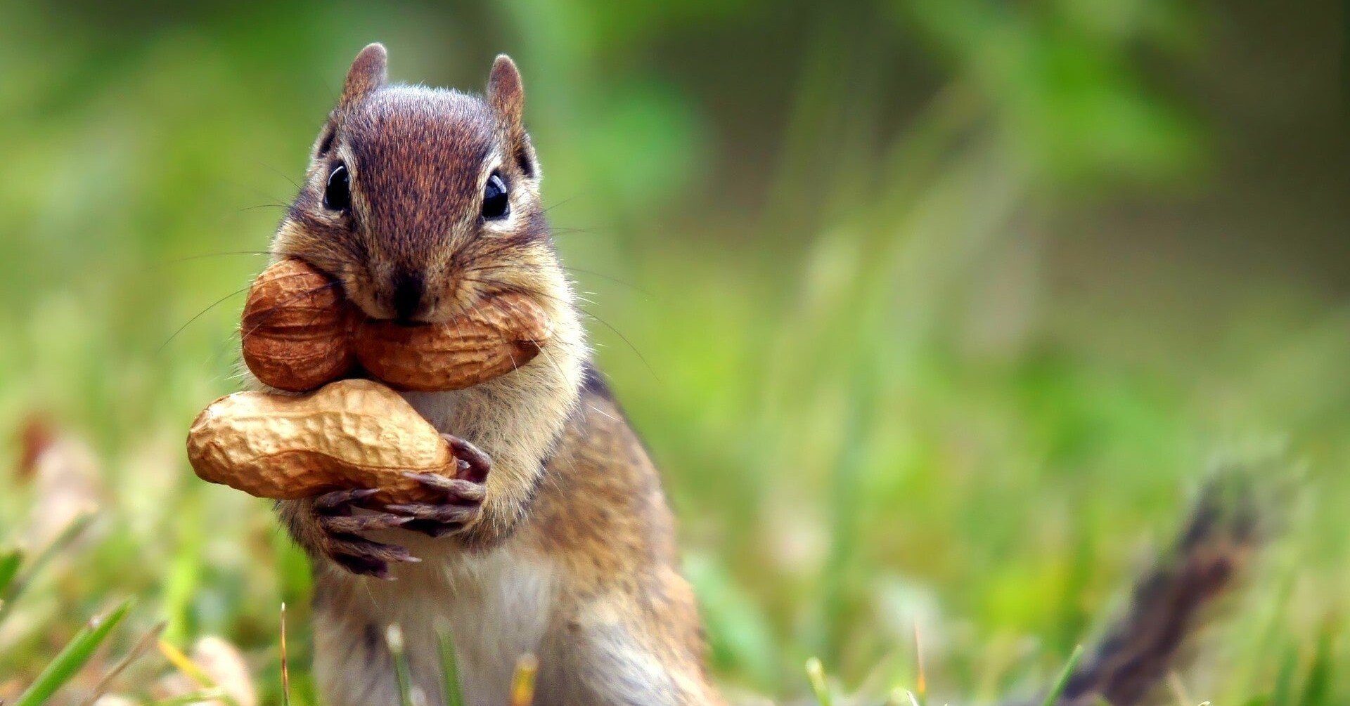 リスが頬袋に餌をためるように 大前みどり Note