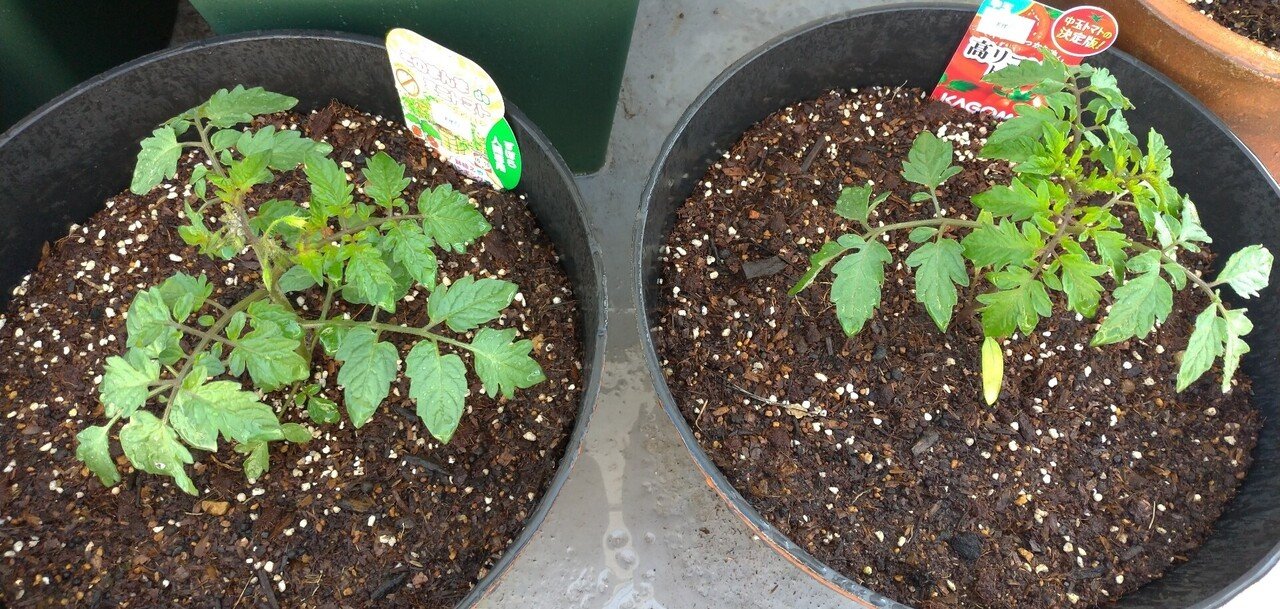 ガーデニング トマトの鉢をフェルトプランターに替えたよ おがばん 拝万里 Note