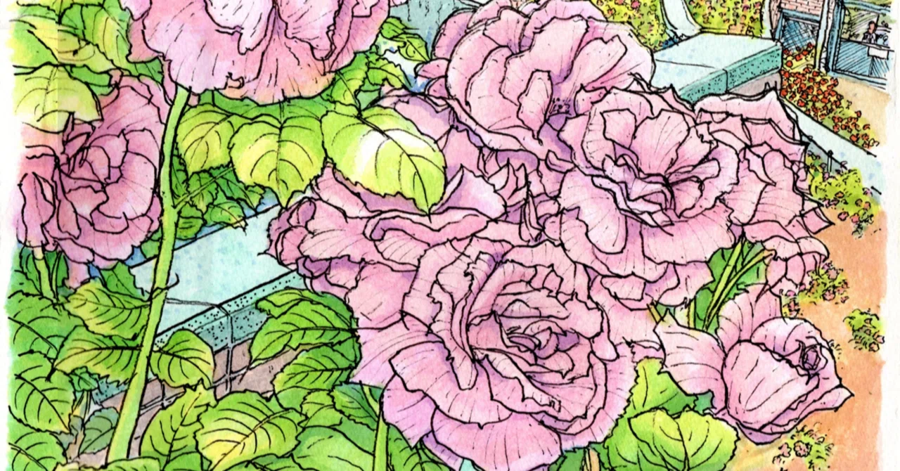 はじめての線スケッチ＞この順番で描けば楽に描けます：八重咲のバラ(1