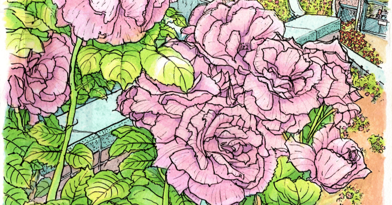 はじめての線スケッチ＞この順番で描けば楽に描けます：八重咲のバラ(1