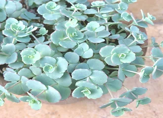 植物男子ベランダーを忘れていませんか すー Note