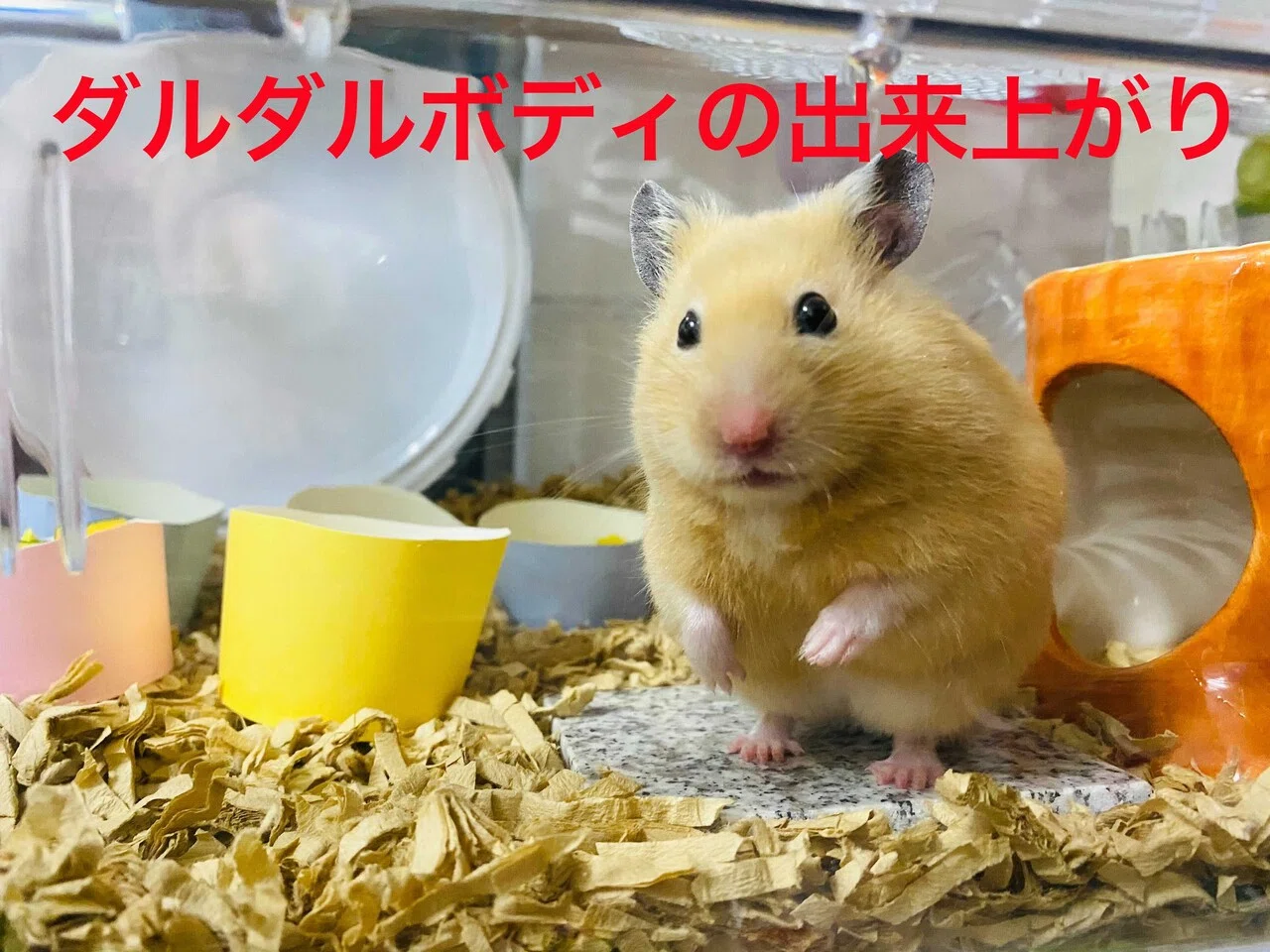 ハムスター飼育日記366日目と279日目（2021/4/26）｜サトウショウヘイ