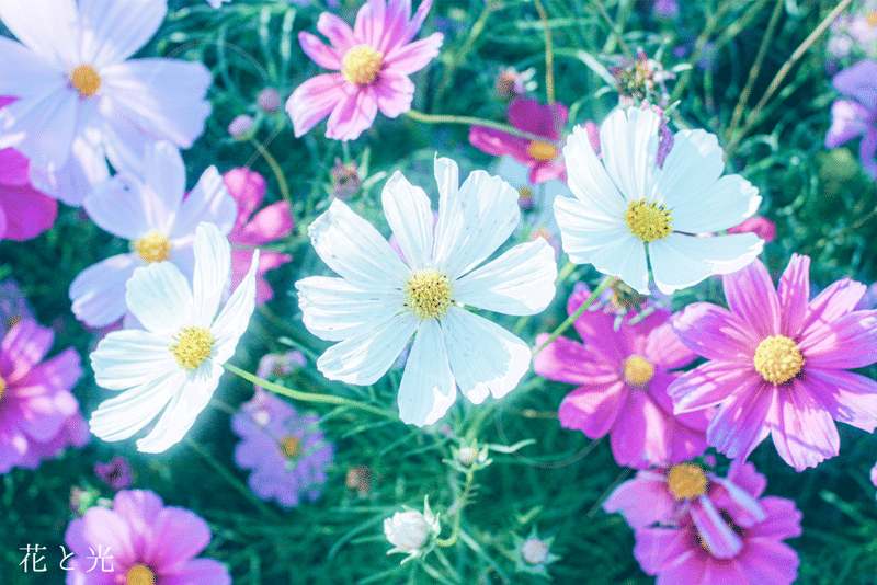 花と光 _after
