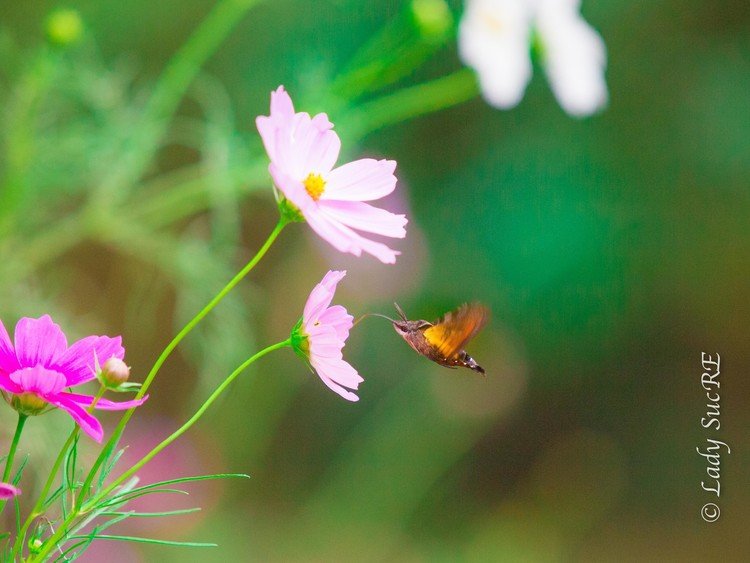 秋桜とホシホウジャクのホバリング（12枚）／昆虫界のハチドリ、とも呼ばれています。