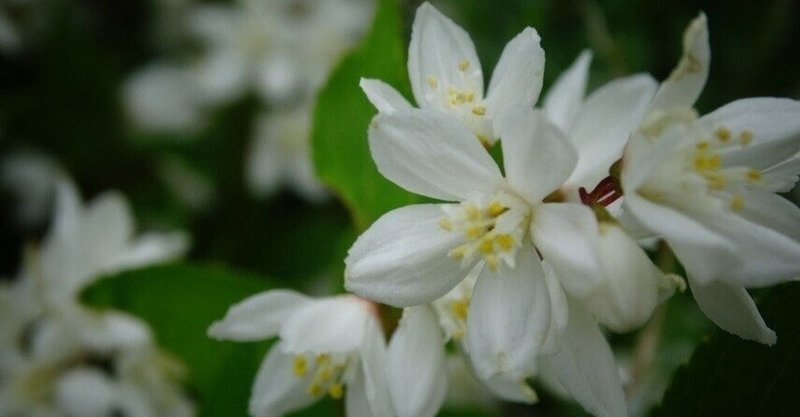 4月30日　僕の焦りと白河院の卯の花