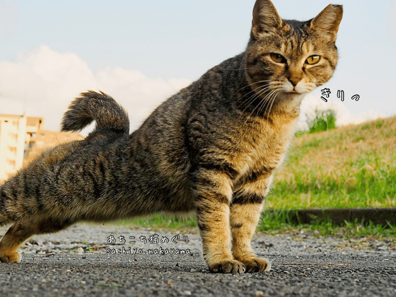 カメラ目線 猫写真家 中山祥代 Note