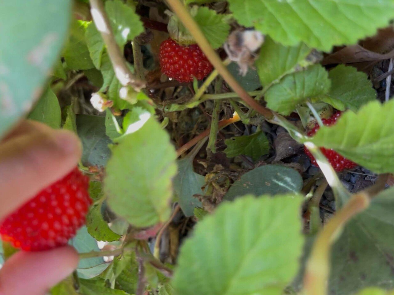 野いちごの季節 古休堂 Cokyudou Note 野いちごの季節 古休堂 Cokyudou Note