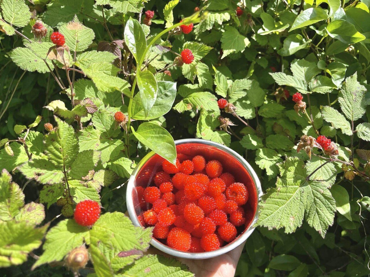 野いちごの季節 古休堂 Cokyudou Note 野いちごの季節 古休堂 Cokyudou Note