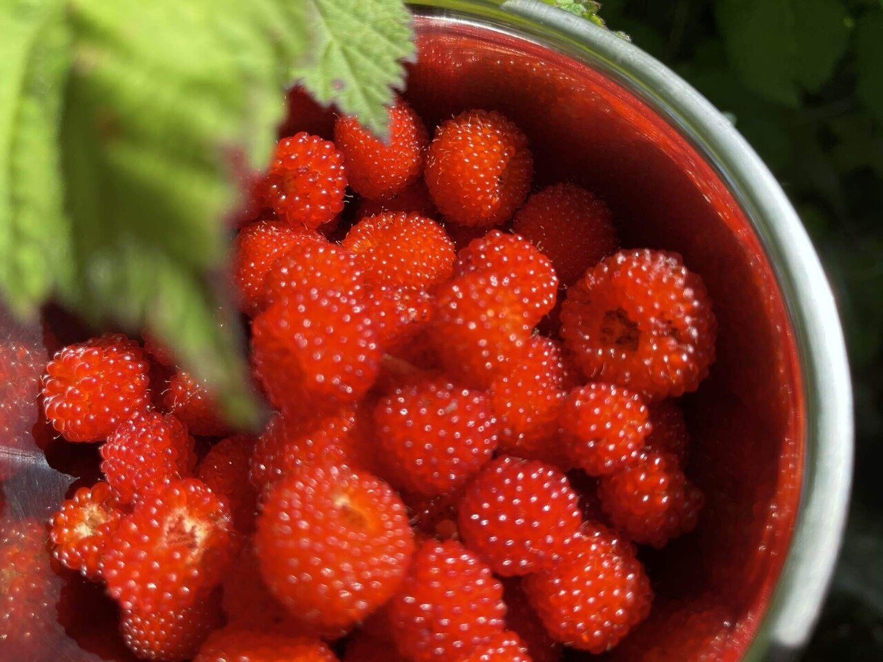 野いちごの季節 古休堂 Cokyudou Note 野いちごの季節 古休堂 Cokyudou Note