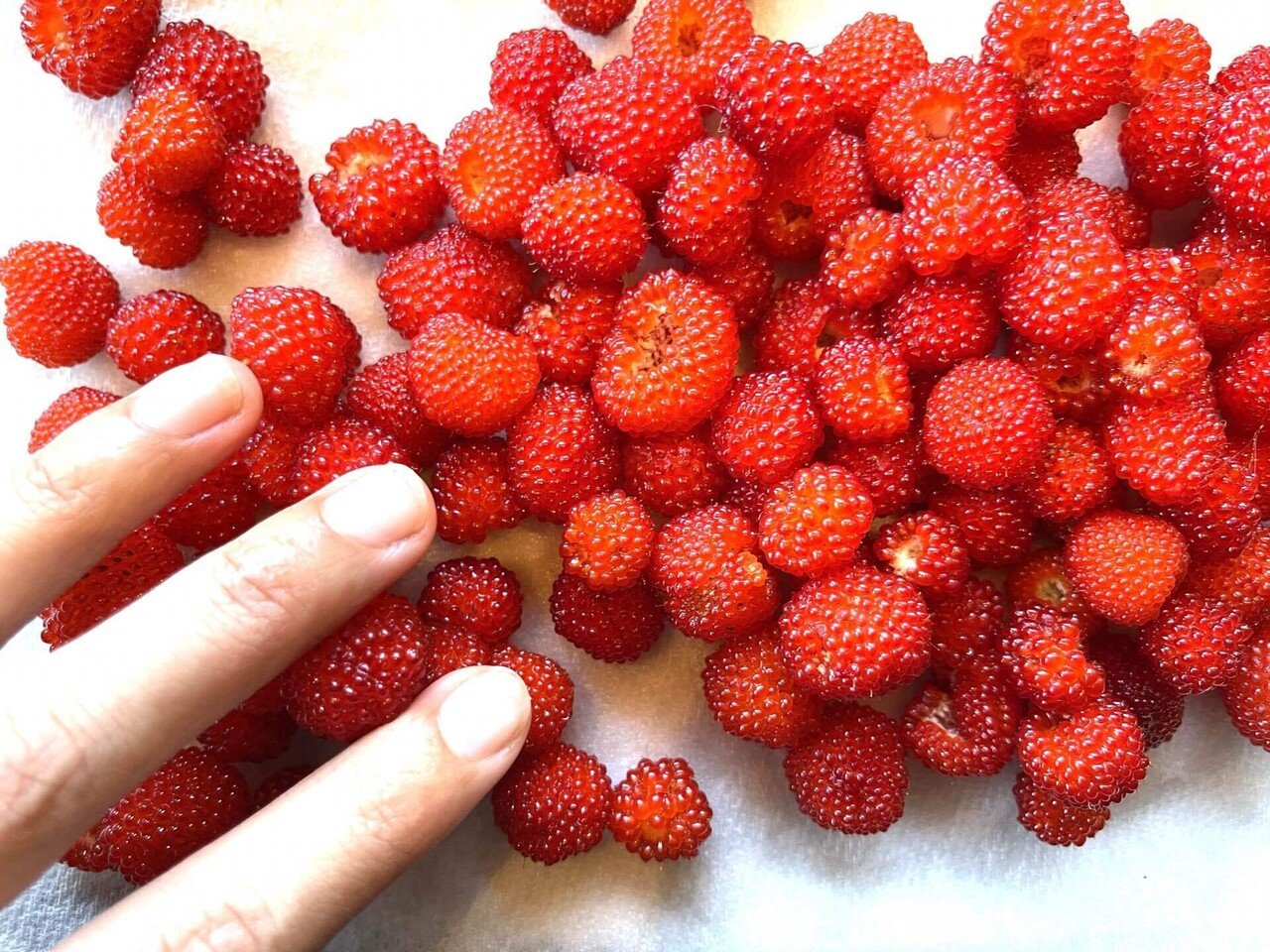 野いちごの季節 古休堂 Cokyudou Note 野いちごの季節 古休堂 Cokyudou Note