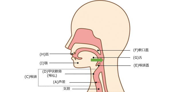 舌の移動