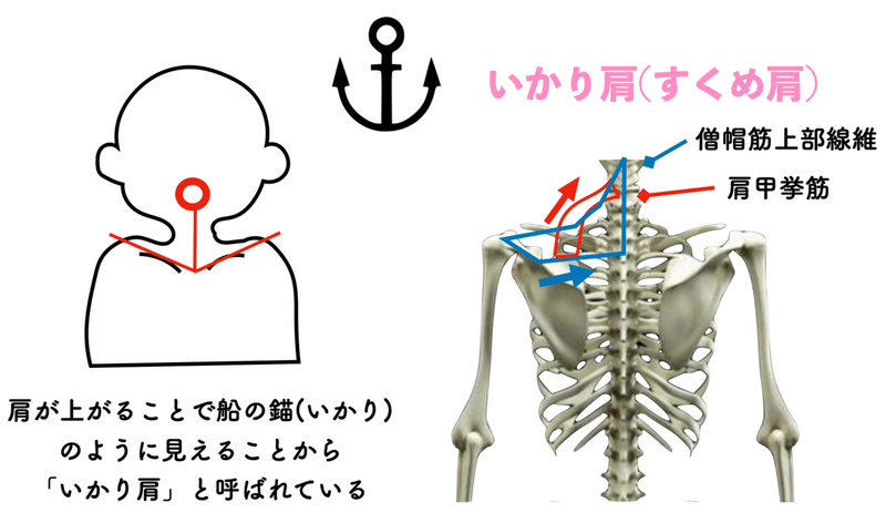 あなたはどっち いかり肩 なで肩 こーへ Note あなたはどっち いかり肩 なで肩 こーへ Note