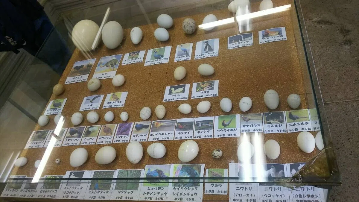 画像44