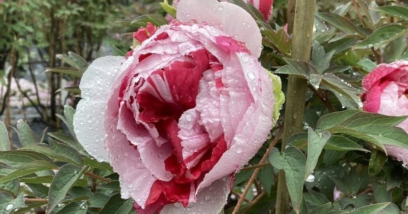 惜しむ春 牡丹華 小手毬のつぶやき Note 惜しむ春 牡丹華 小手毬のつぶやき Note