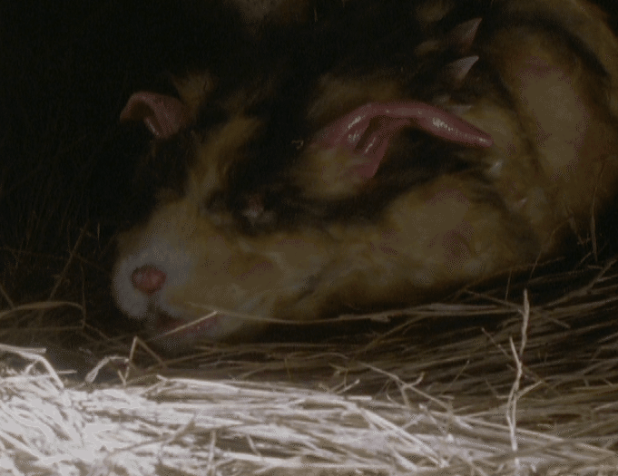 TDG直撃世代の特オタによるウルトラマンティガレビュー30話「怪獣