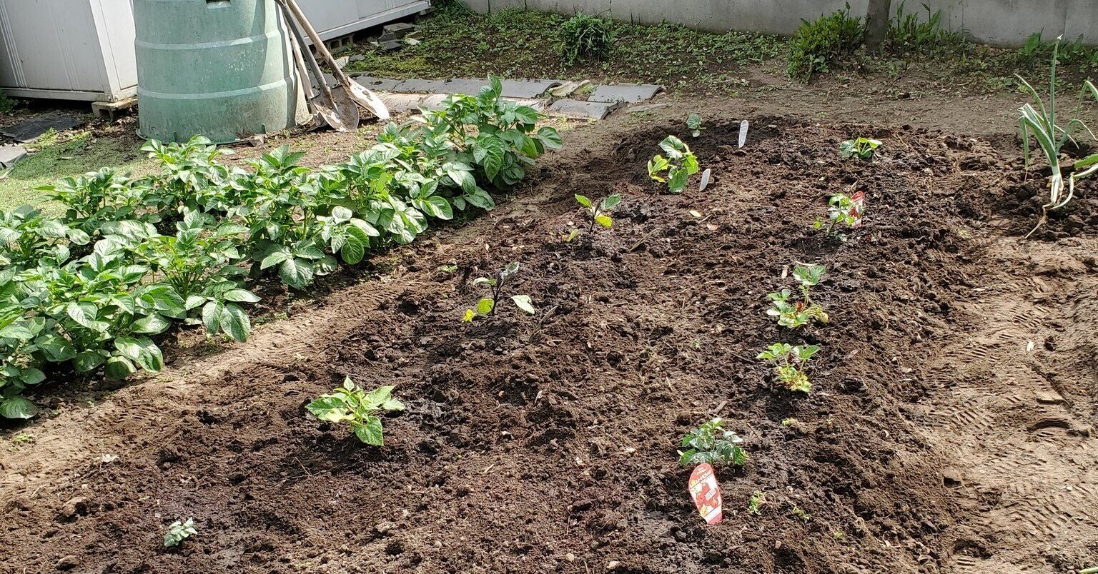 わが家の家庭菜園 21年5月1日 恵子 夢 相談室 Note わが家の家庭菜園 21年5月1日 恵子 夢 相談室 Note