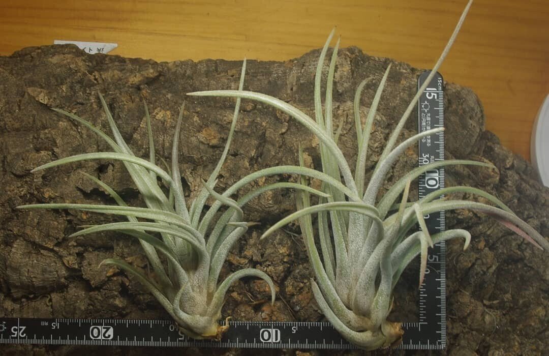 チランジア入荷リスト5/1｜NatureGarden🌿神田