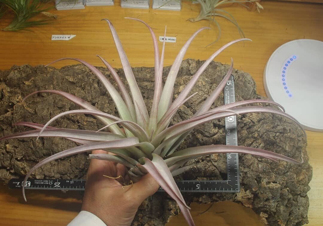 チランジア入荷リスト5/1｜NatureGarden🌿神田