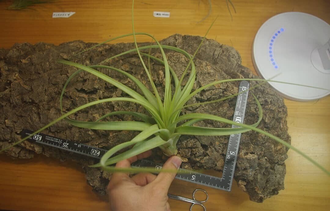 10周年の陣・本戦】チランジア入荷リスト2/20｜NatureGarden🌿神田