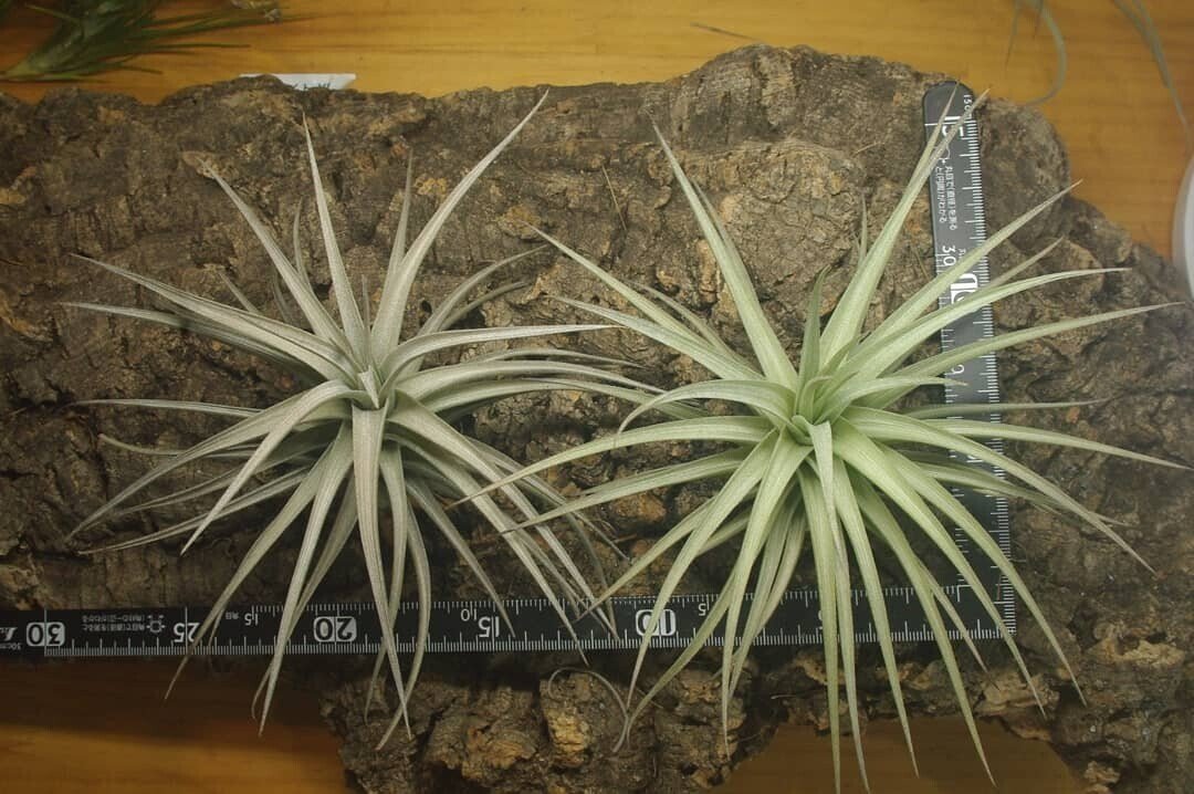 チランジア入荷リスト1/4｜NatureGarden🌿神田
