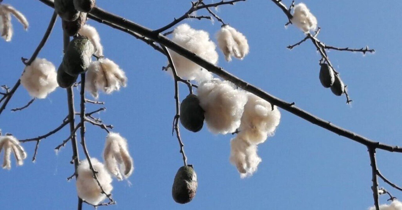 トックリキワタの綿毛 すいの Happyjoy Note トックリキワタの綿毛 すいの Happyjoy Note