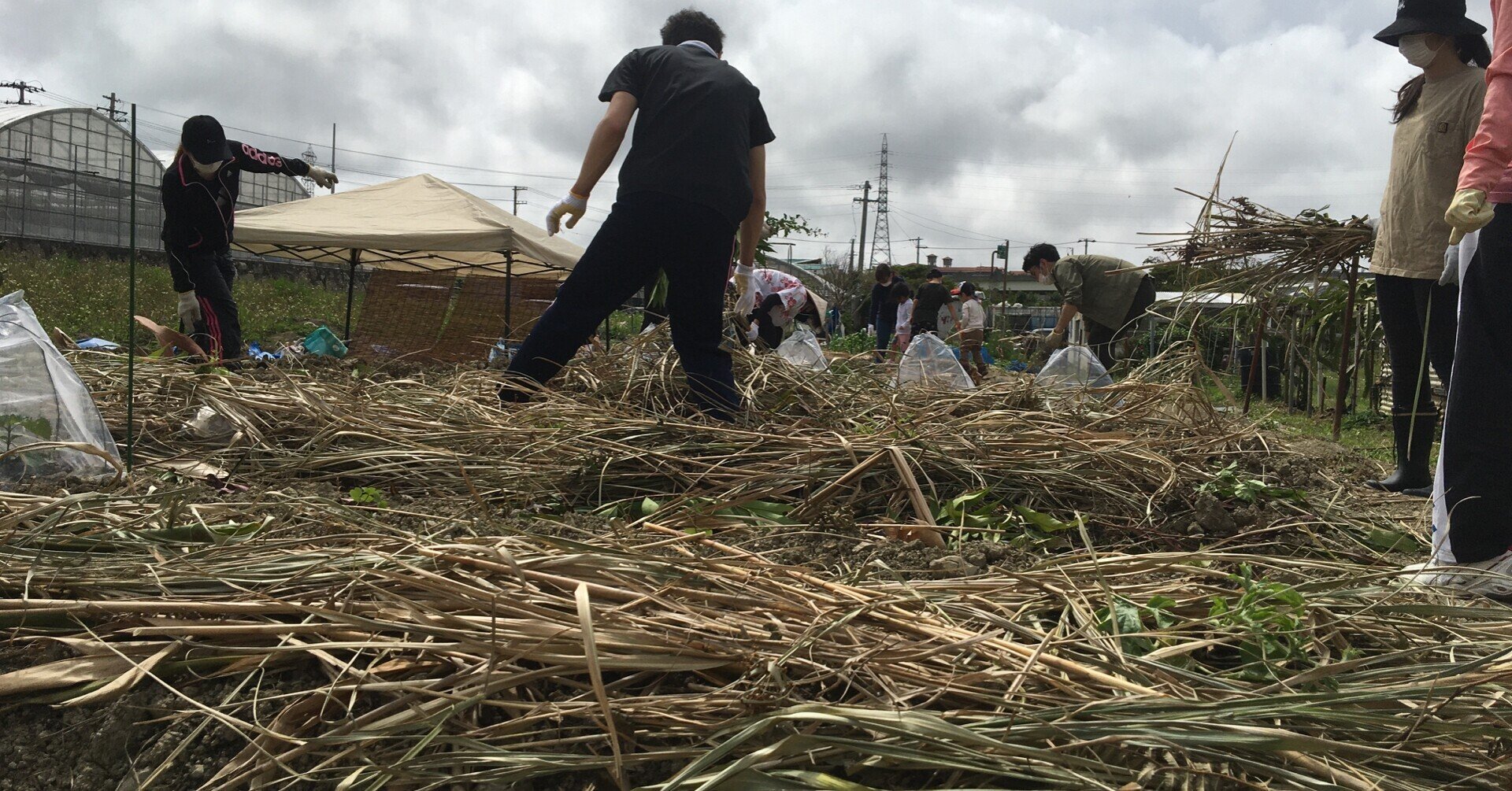 沖縄野菜クラブ 3 敷き藁｜Takumiのessay