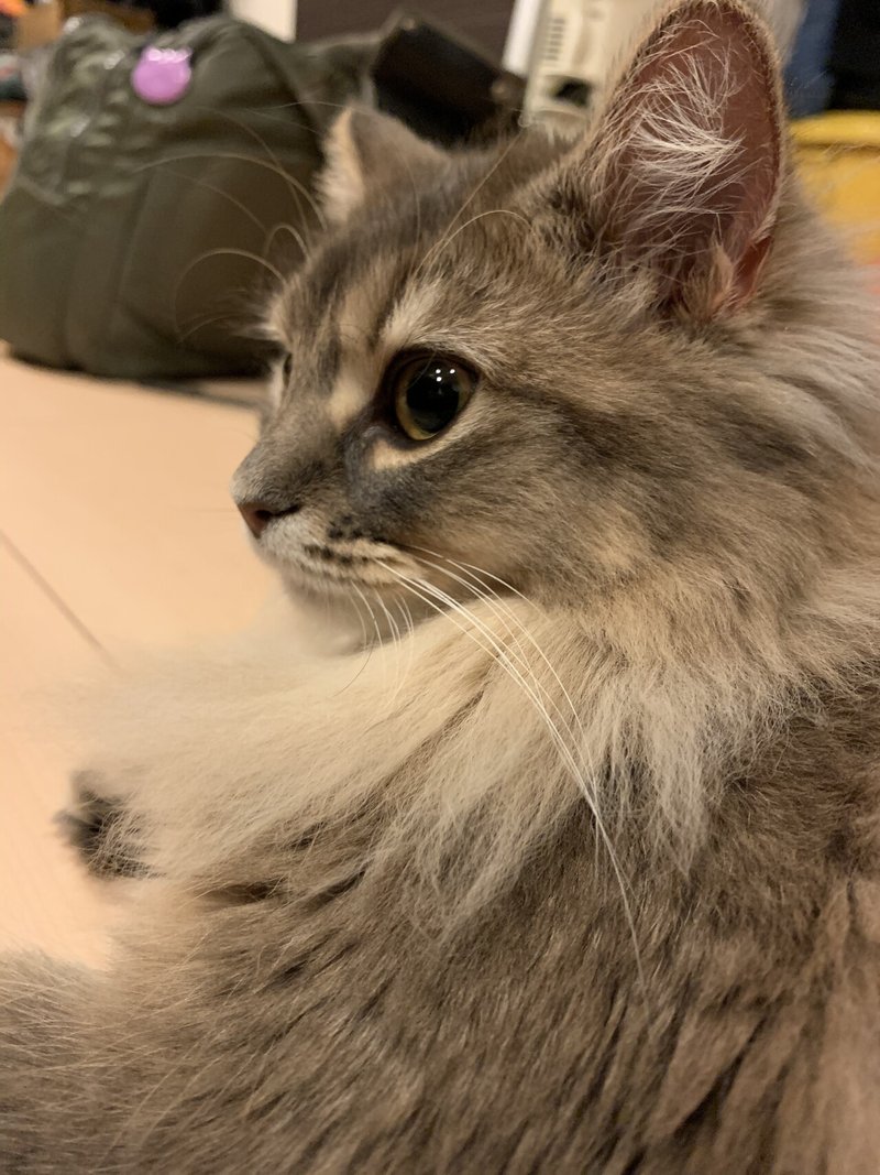 1ヶ月後 1歳になる猫さん 夏穂 Note 1ヶ月後 1歳になる猫さん 夏穂 Note
