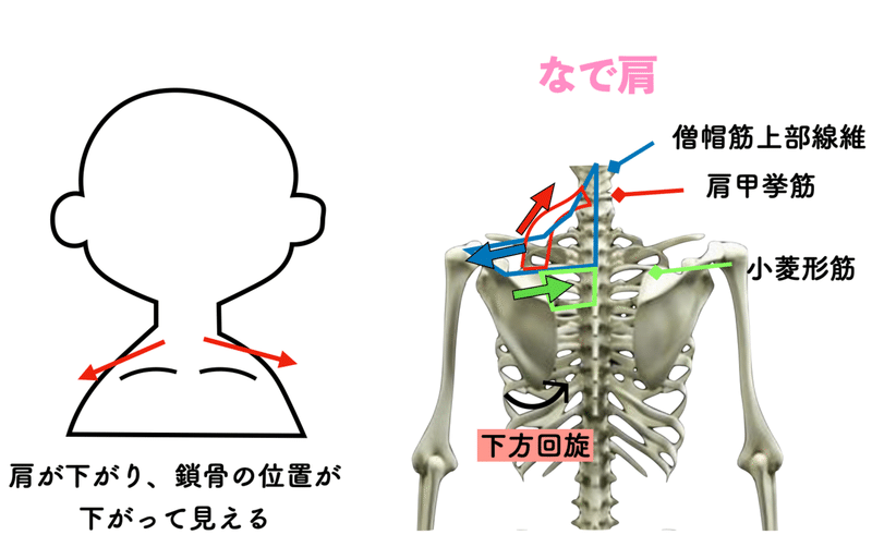 あなたはどっち いかり肩 なで肩 こーへ Note